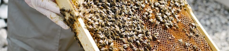 A beekeeper in gloves holds a honeycomb frame covered with many bees, inspecting the hive outside.