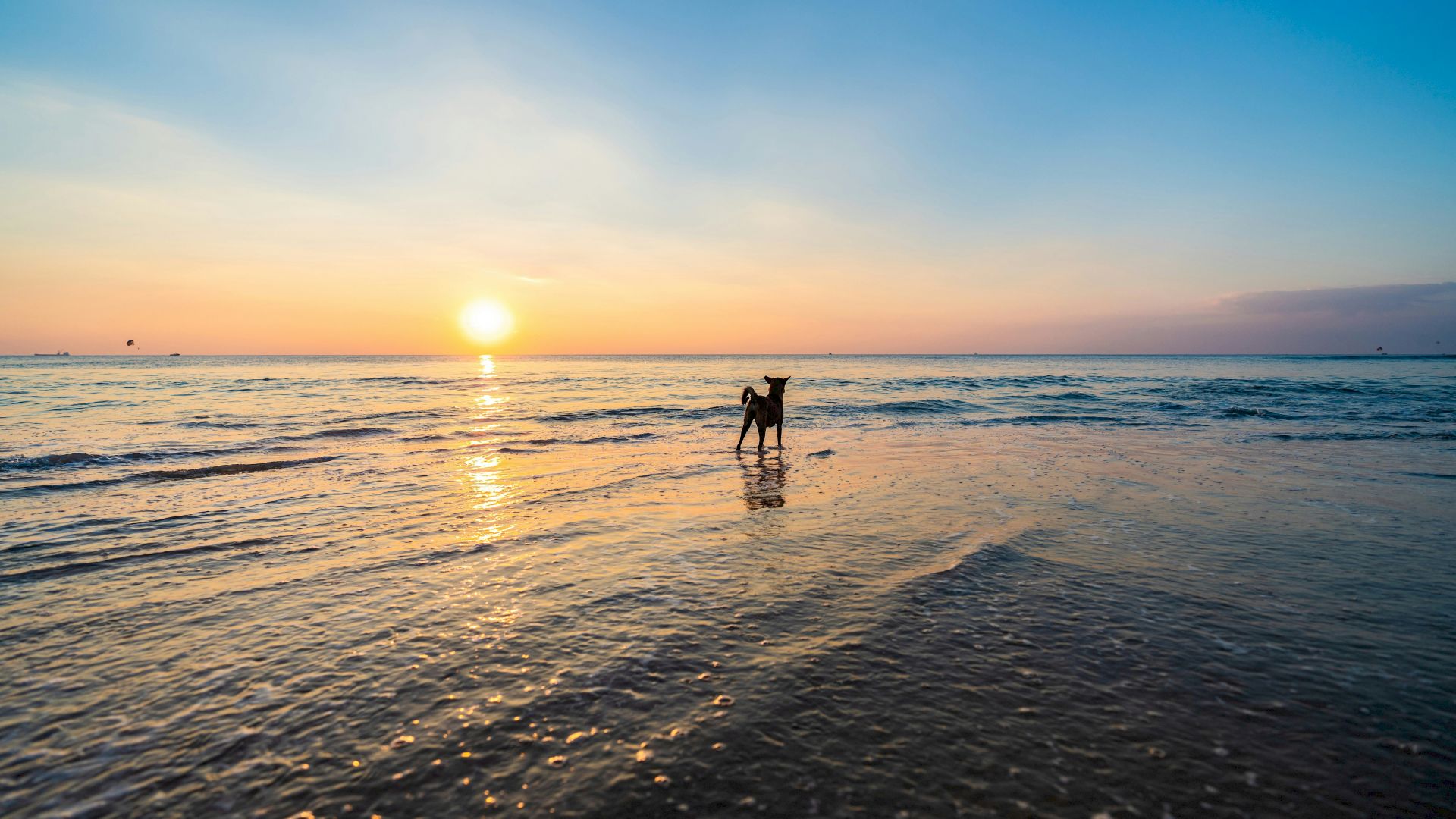 A dog stands in shallow water during a beautiful sunset, with the sky glowing in hues of orange and blue.