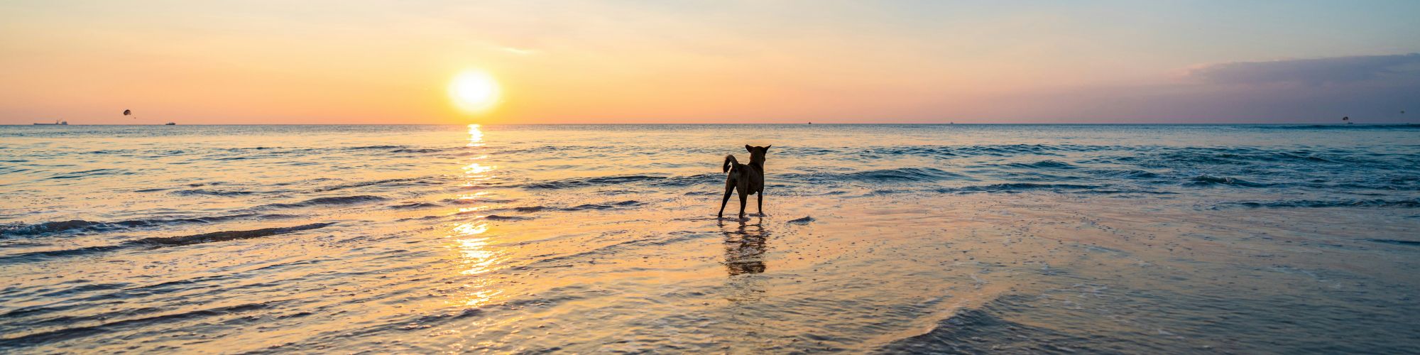 A dog stands in shallow water during a beautiful sunset, with the sky glowing in hues of orange and blue.