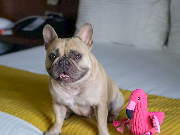 Town and Country San Diego