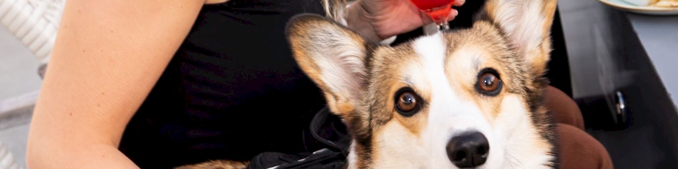 Town and Country San Diego