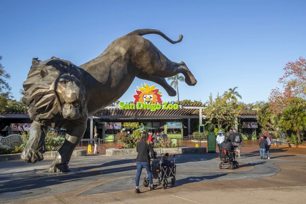 A large statue of a leaping lion stands in front of the entrance to the San Diego Zoo, with people walking nearby.