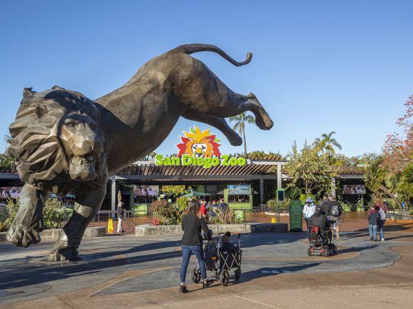 A large statue of a leaping lion stands in front of the entrance to the San Diego Zoo, with people walking nearby.