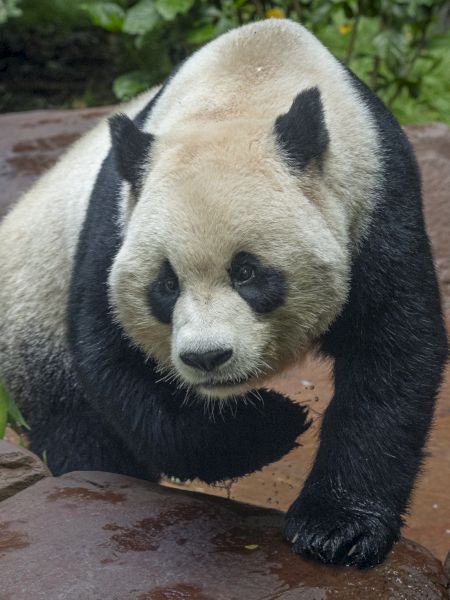 A giant panda with black-and-white fur sits among rocks in a lush outdoor enclosure, looking at the camera.