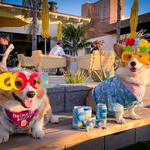 Two corgis in colorful outfits and sunglasses are sitting outside at a patio, with drinks placed in front of them, enjoying a sunny day.