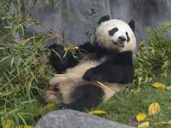 A panda is lying on the ground, surrounded by greenery and bamboo, seemingly relaxing.