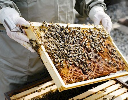 A beekeeper in gloves holds a honeycomb frame covered with many bees, inspecting the hive outside.