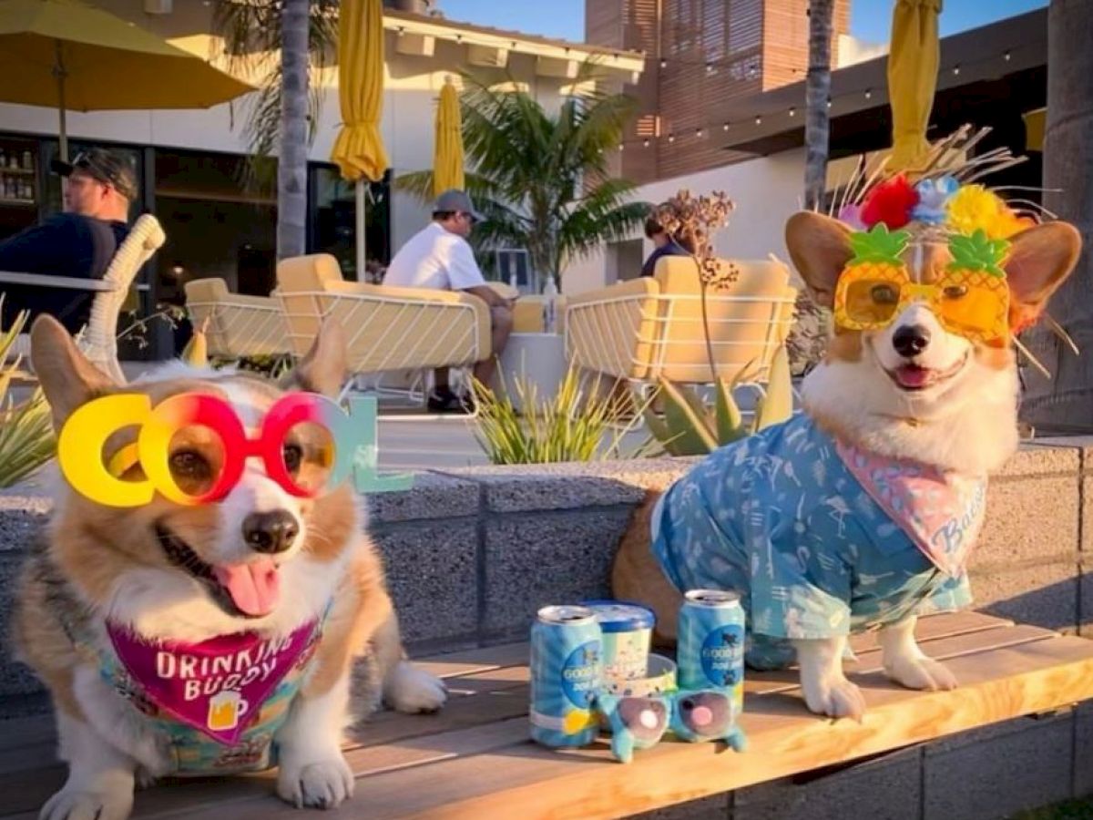 Two corgis wearing colorful glasses and outfits are sitting on a bench outdoors with drink cans nearby.