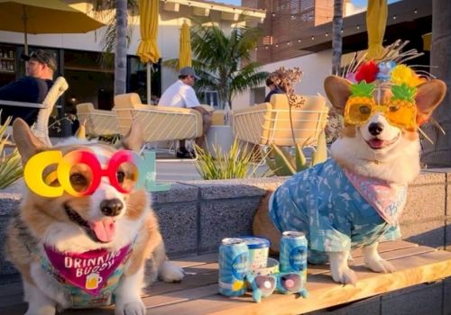 Two corgis wearing funky glasses and festive outfits sit next to canned drinks in a sunny outdoor setting.
