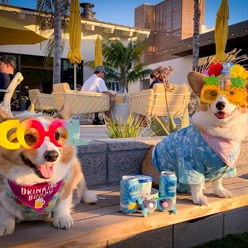Two corgis wearing funky glasses and festive outfits sit next to canned drinks in a sunny outdoor setting.
