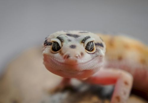 The image shows a close-up of a leopard gecko with a soft background, highlighting its unique eyes and spotted skin pattern.