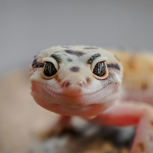 The image shows a close-up of a leopard gecko with a soft background, highlighting its unique eyes and spotted skin pattern.
