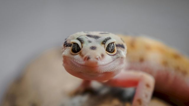 The image shows a close-up of a leopard gecko with a soft background, highlighting its unique eyes and spotted skin pattern.