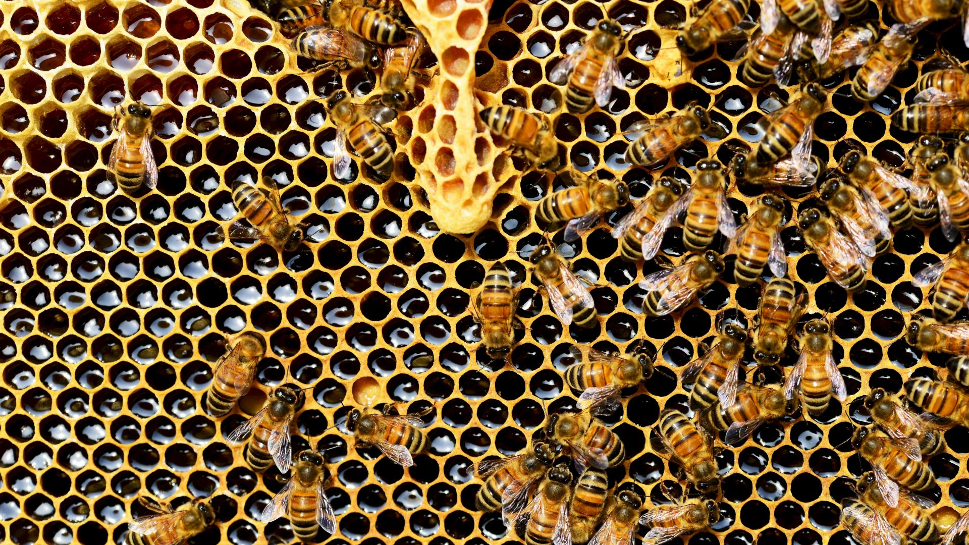A close-up of bees on a honeycomb, showcasing hexagonal cells filled with honey, surrounded by actively working bees.