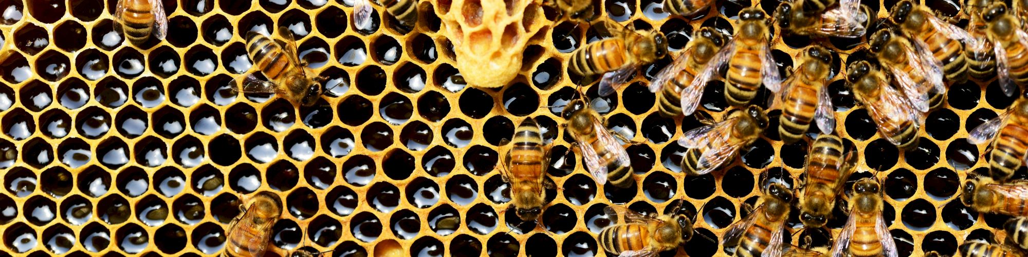 A close-up of bees on a honeycomb, showcasing hexagonal cells filled with honey, surrounded by actively working bees.