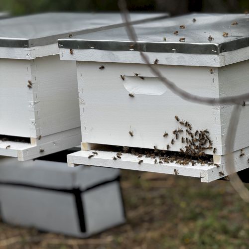 White beehives with bees flying around, placed outdoors on grass, partially shaded by trees. Another box sits on the ground nearby.