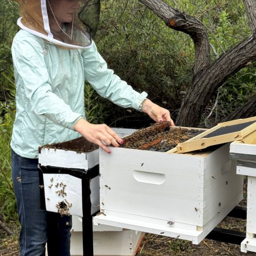 A beekeeper wearing a protective veil is examining a beehive in a natural setting.