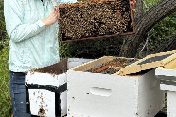 A person in beekeeping attire holds a frame from a beehive, surrounded by trees and multiple bee boxes.