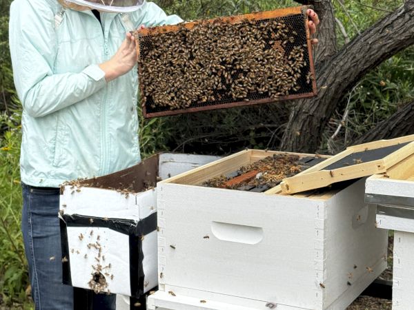A person in beekeeping attire holds a frame from a beehive, surrounded by trees and multiple bee boxes.