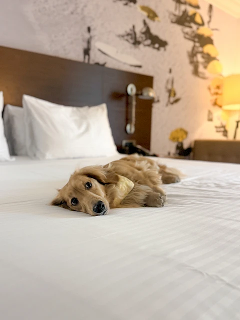 A dog is lying comfortably on a neatly made bed in a room with a stylish wallpaper featuring a beach scene.