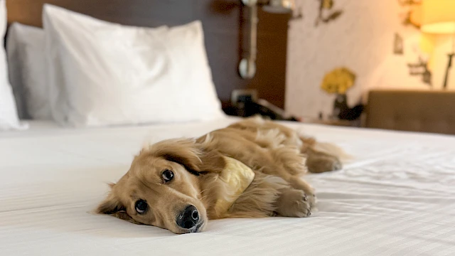 A dog is lying comfortably on a neatly made bed in a room with a stylish wallpaper featuring a beach scene.
